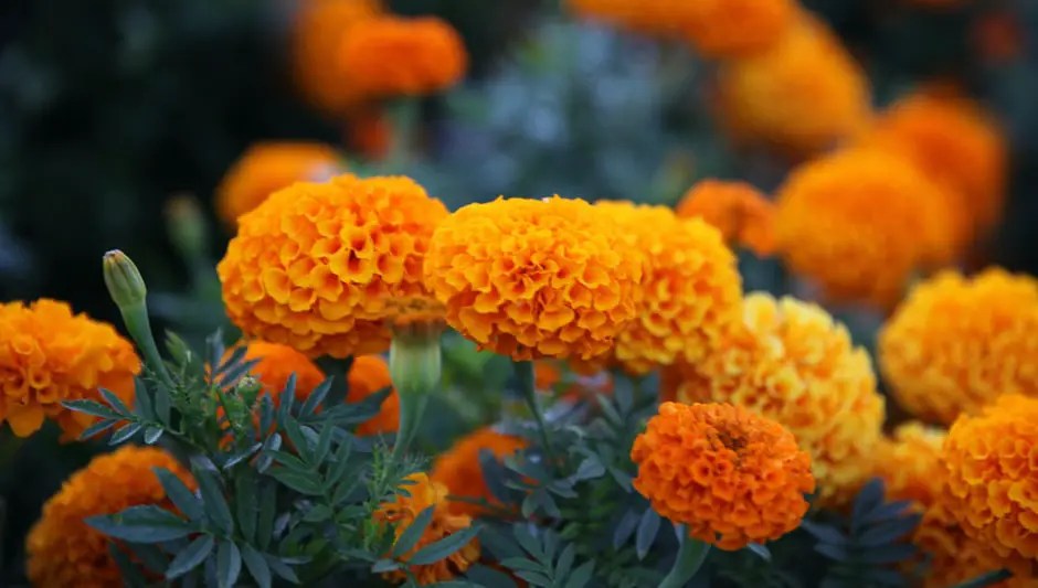 Can You Grow Marigolds Indoors? (Finally Explained!)