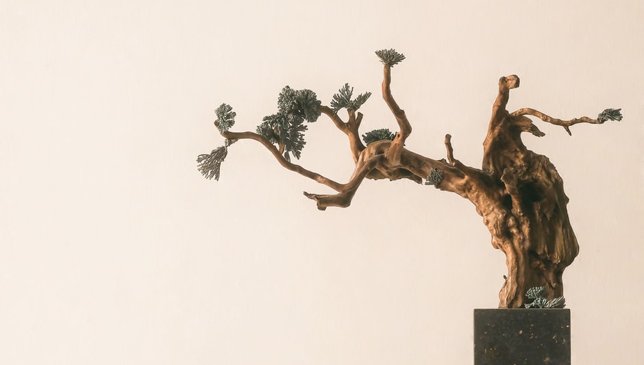 Do Bonsai Trees Need Sun > Fully Explained Inside!