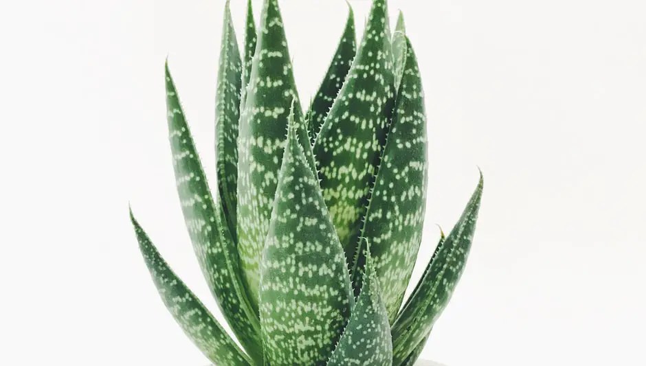 What Compost For Succulents? The Easiest Explanation