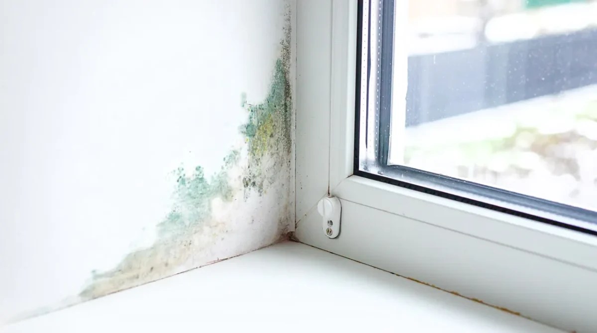 Say Goodbye To Stains On Your Walls With These 5 Tips Finally Bid