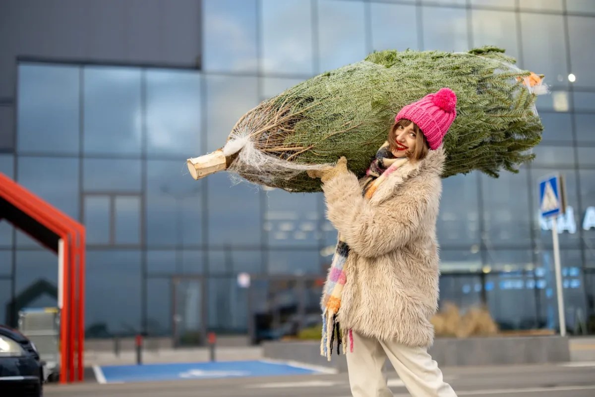 Magical Christmas With Lidl Highquality Christmas Trees At Affordable