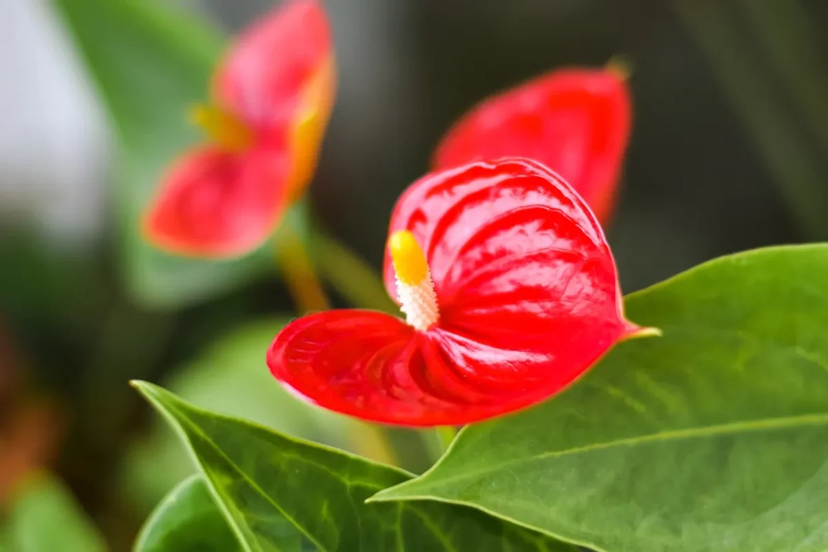 Your Anthurium Leaves Are Turning Yellow How To Prevent This Phenomenon?