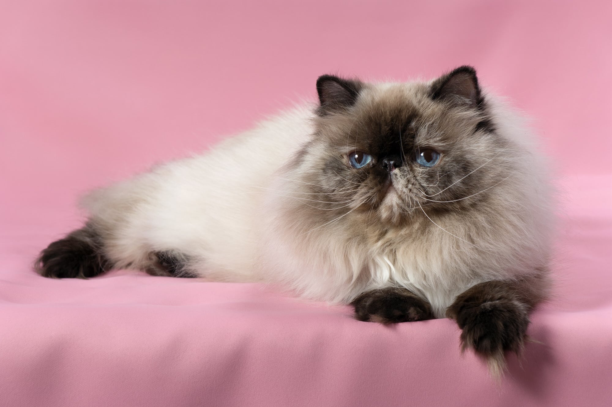 ColourpointKatze SmartAnimals
