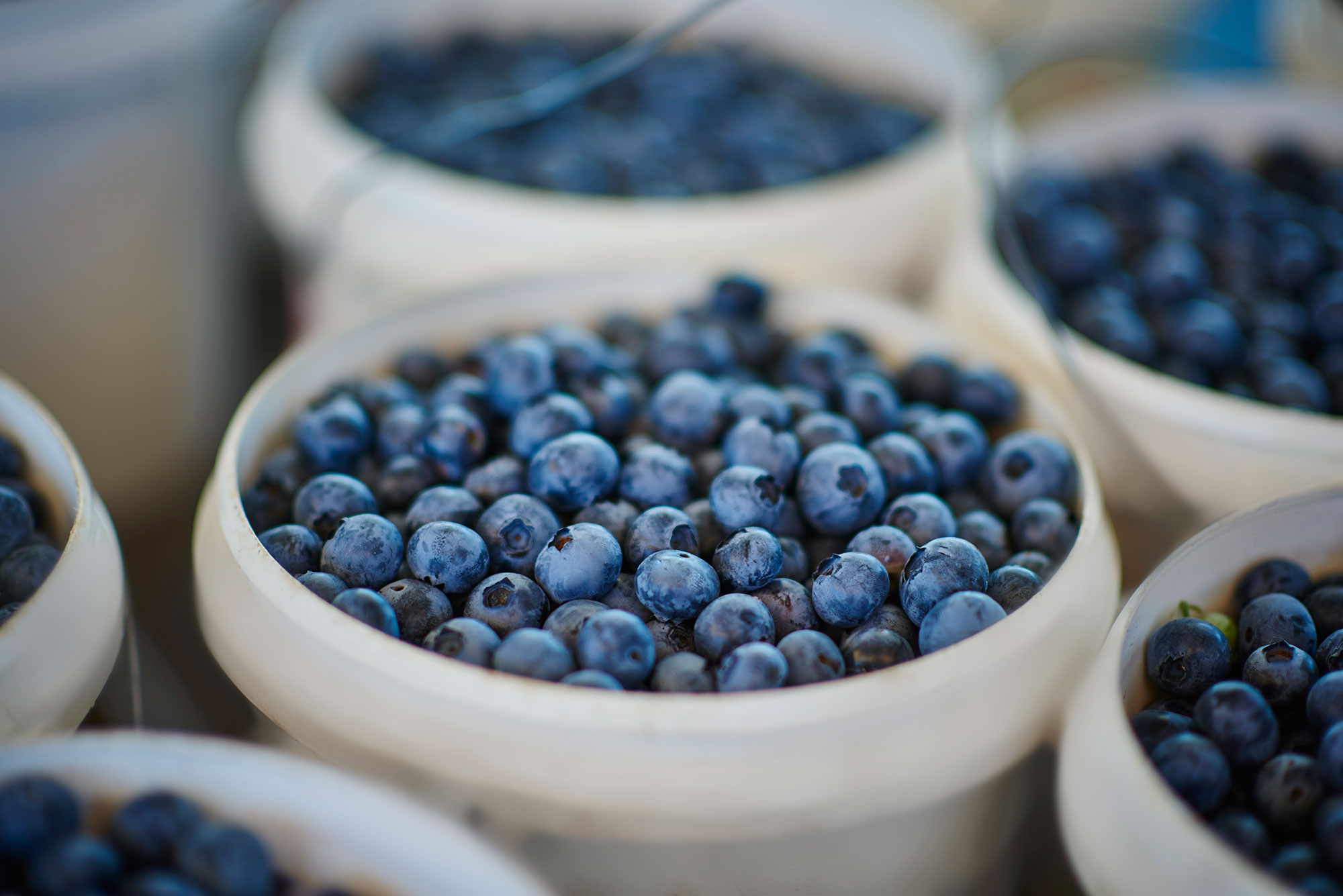 There are lots of great health reasons you should eat blueberries