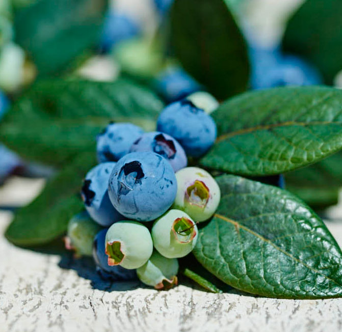 Blueberries can help lower blood pressure, research shows… Smart Berries