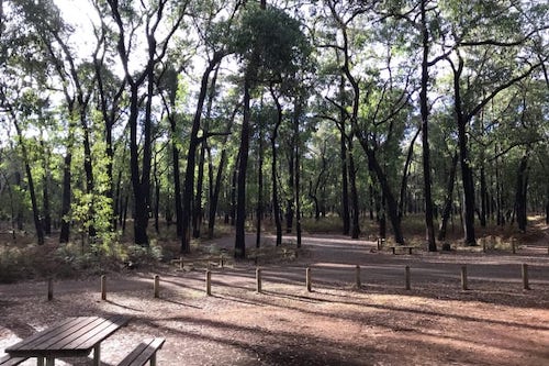 Sawpit Campground (Free Camping) Mount Clay State Forest Victoria