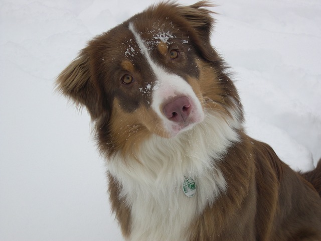 Australian Shepherd The Smart Dog Guide