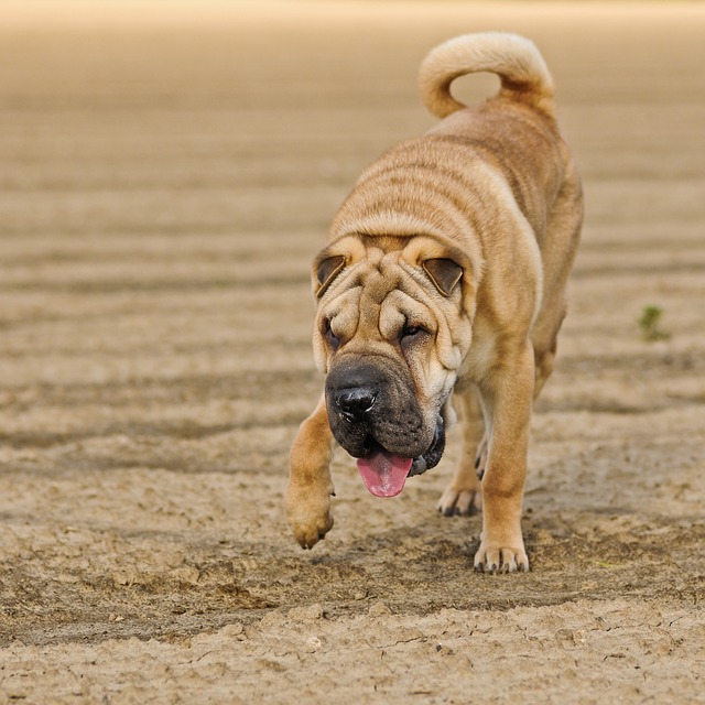 Chinese SharPei Facts The Smart Dog Guide