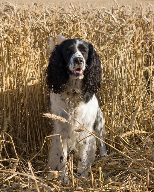 English Springer Spaniel Facts The Smart Dog Guide