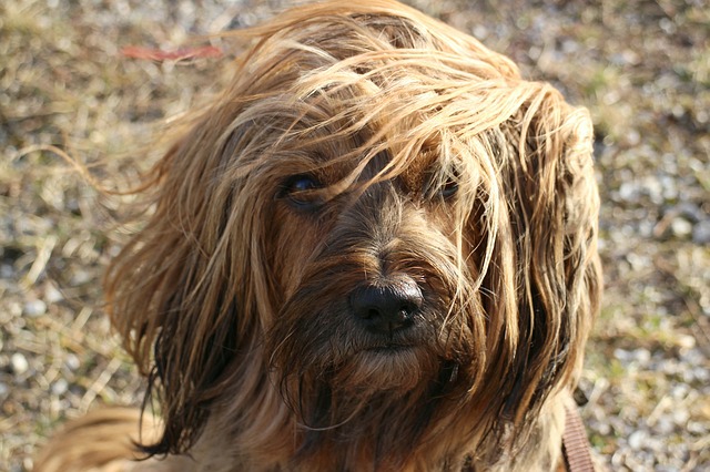 tibetan terrier hairy dogs