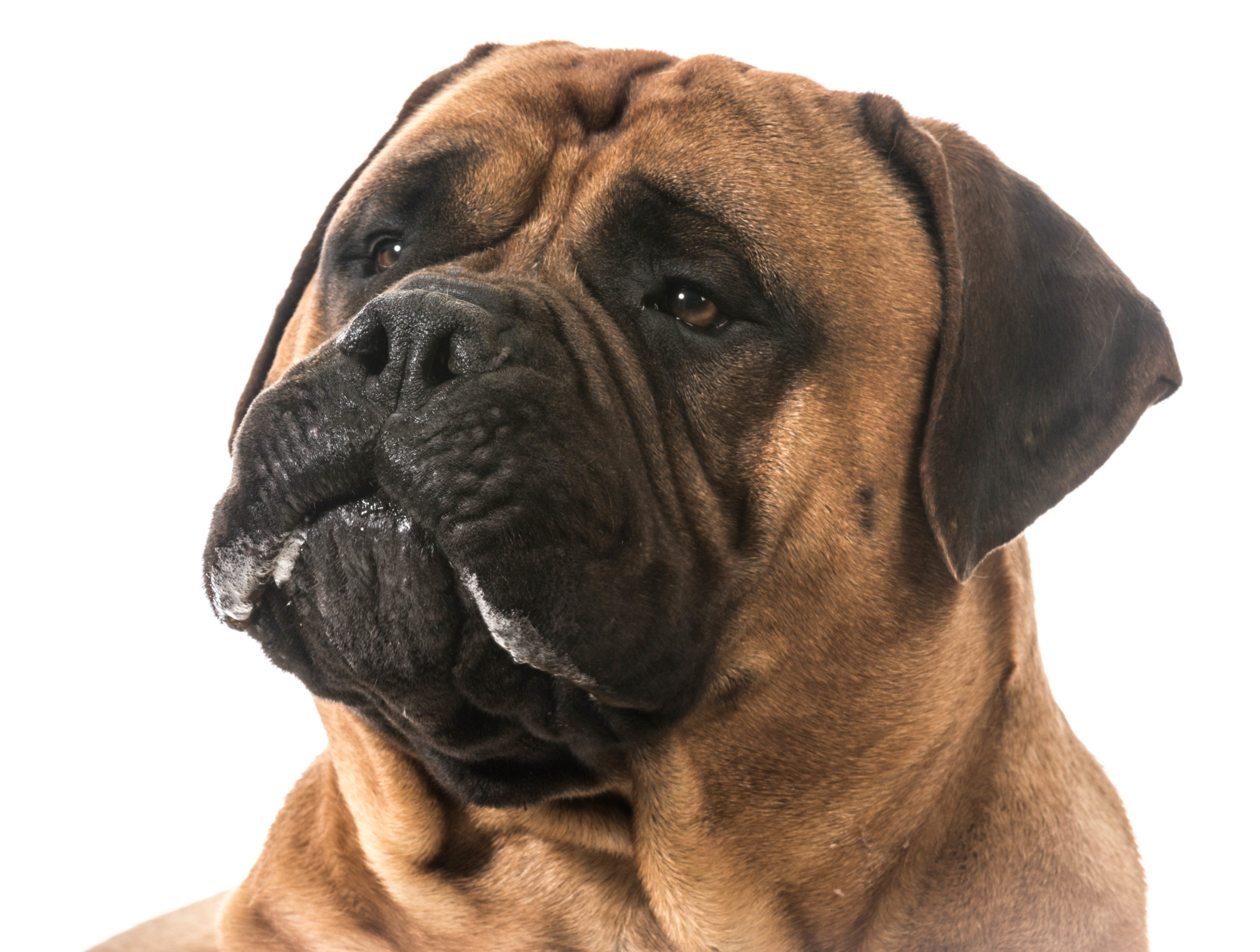 Dog Breeds That Drool The Smart Dog Guide