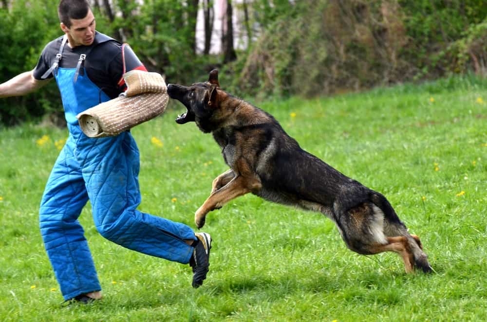 10 Most Dangerous Dog Breeds In the World