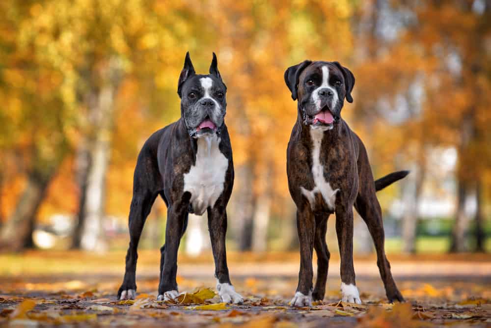 Top 10 Best Guard Dogs The Best Watchdogs For Protection