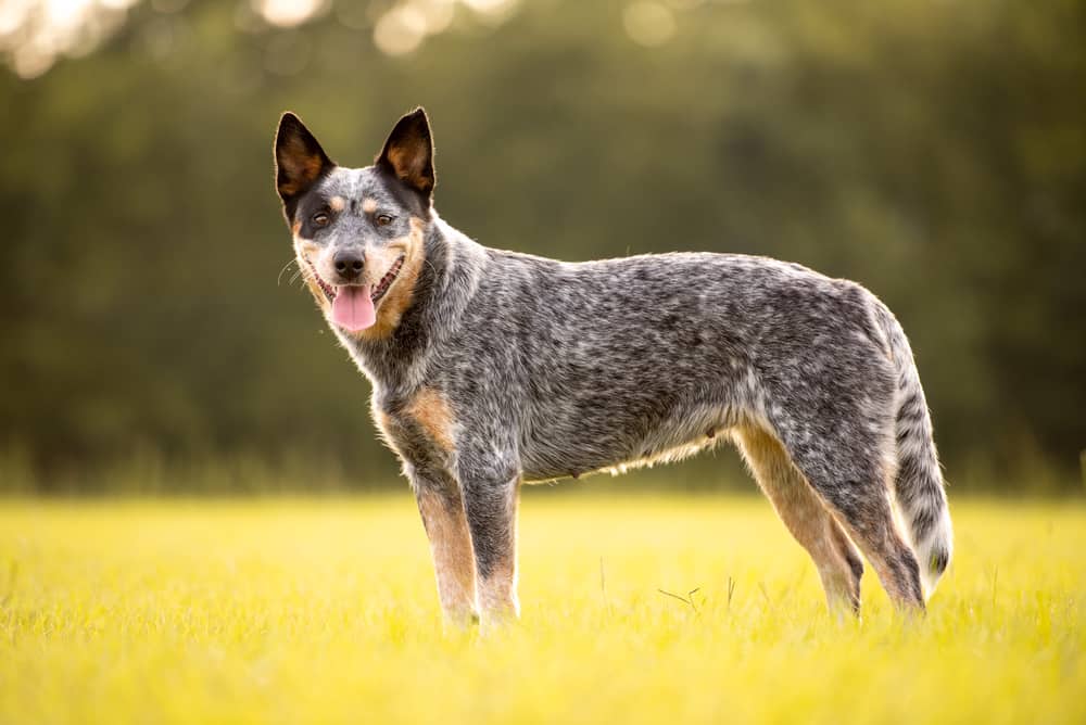 Blue Heeler Puppies What To Know About The Blue Heeler