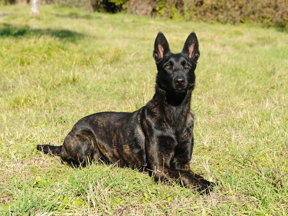 Police Dog Breeds Top 10 Ultimate Military And Police Dogs