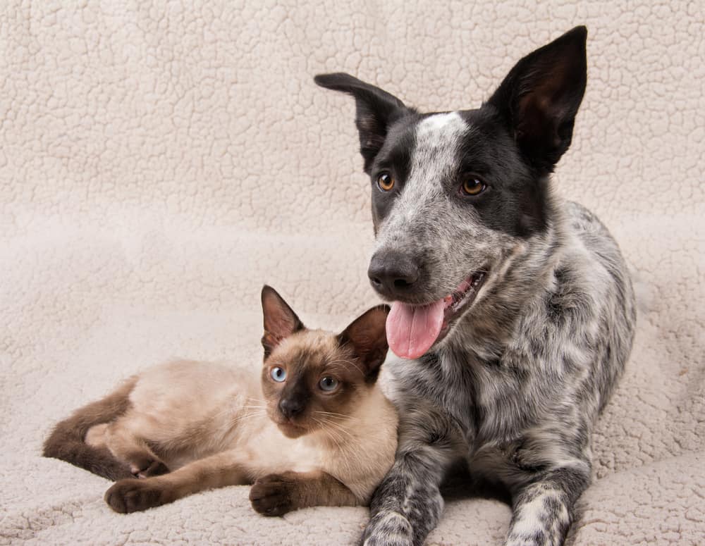 Blue Heeler Dog Breed Information Dogs 101 Blue Heeler