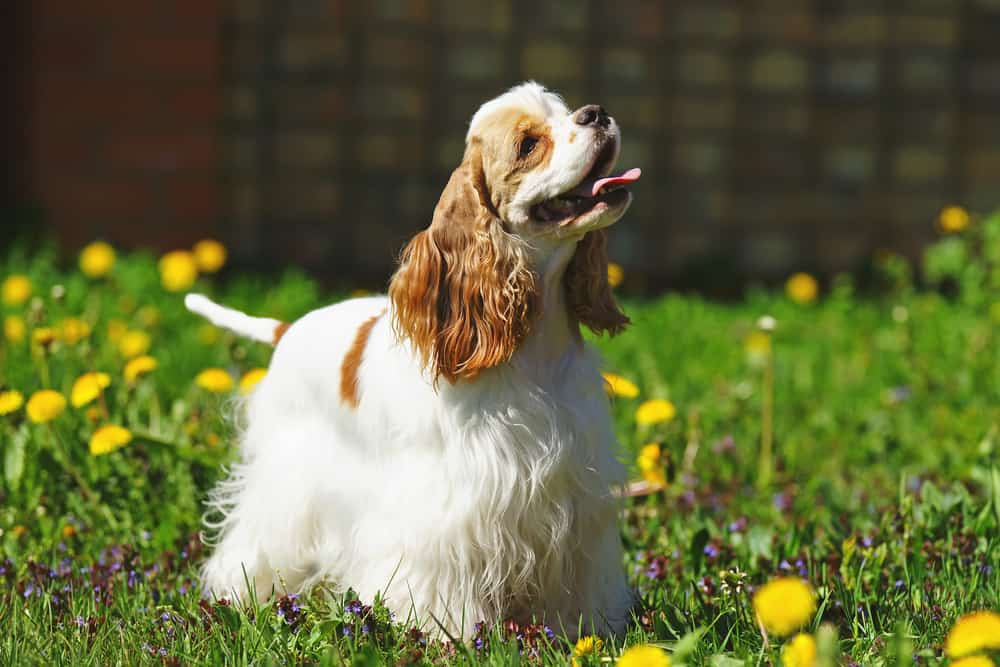 Cocker Spaniel Dog Breed Information Dogs 101 Cocker Spaniel