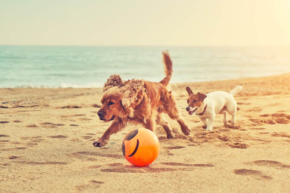 Cocker Spaniel Dog Breed Information Dogs 101 Cocker Spaniel