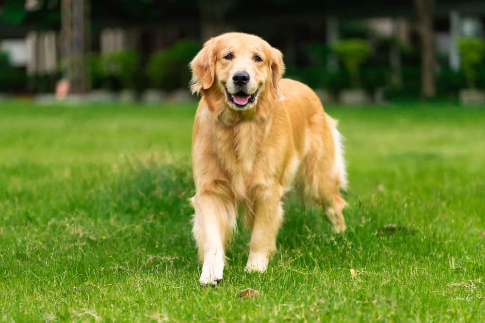 Golden Retriever Dog Breed Information Dogs 101 Golden Retriever