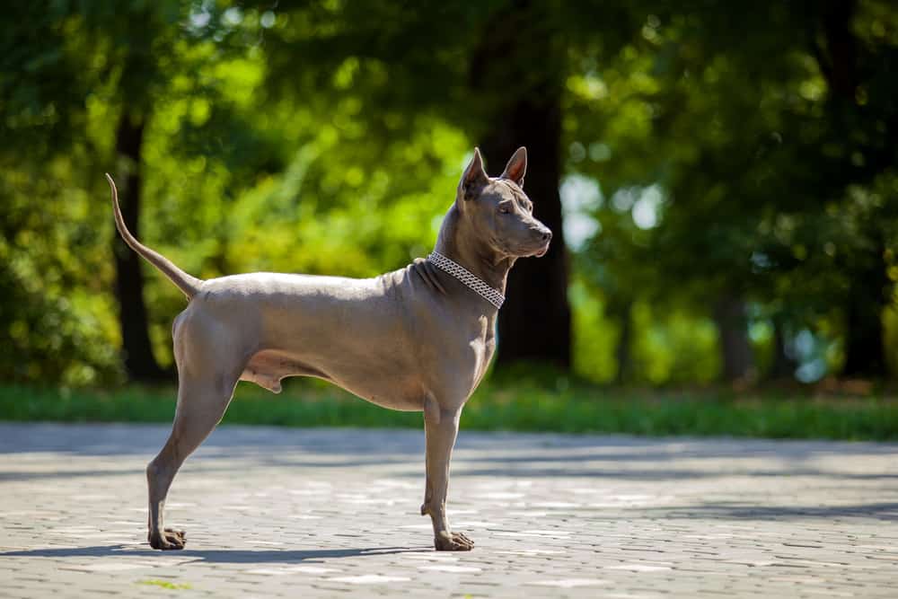 Thai Ridgeback Dog Breed Information Dogs 101 Thai Ridgeback
