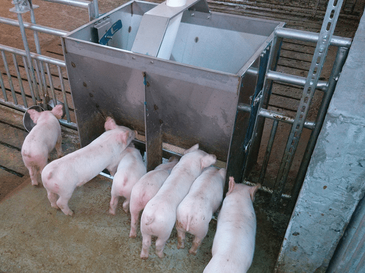 China Stainless Steel pig Feeder, Piglet Stainless Steel Feeding Trough