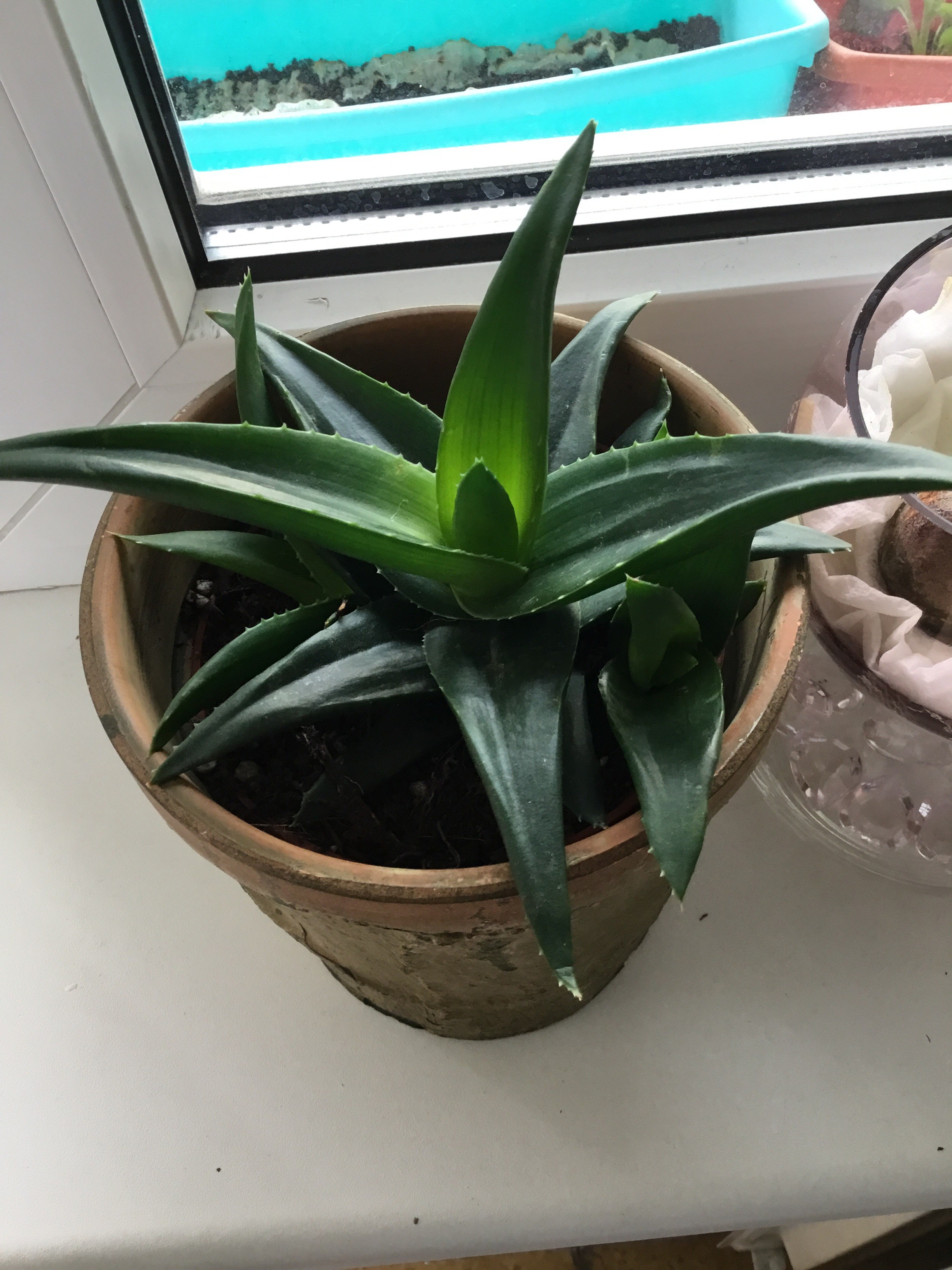 Aloe vera richtig pflegen, damit du immer frisches Gel hast