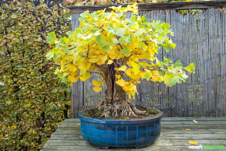 Der GinkgoBaum Anwendung und Wirkung für die Gesundheit