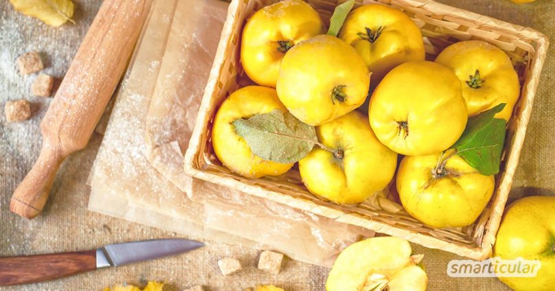 QuittenRezepte So vielfältig kannst du das gesunde Obst verarbeiten