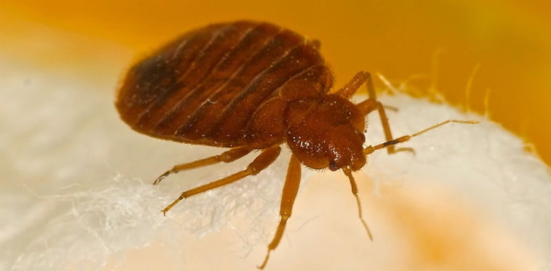 Top 10 Amazing Home Pest Facts Smart Pest Control