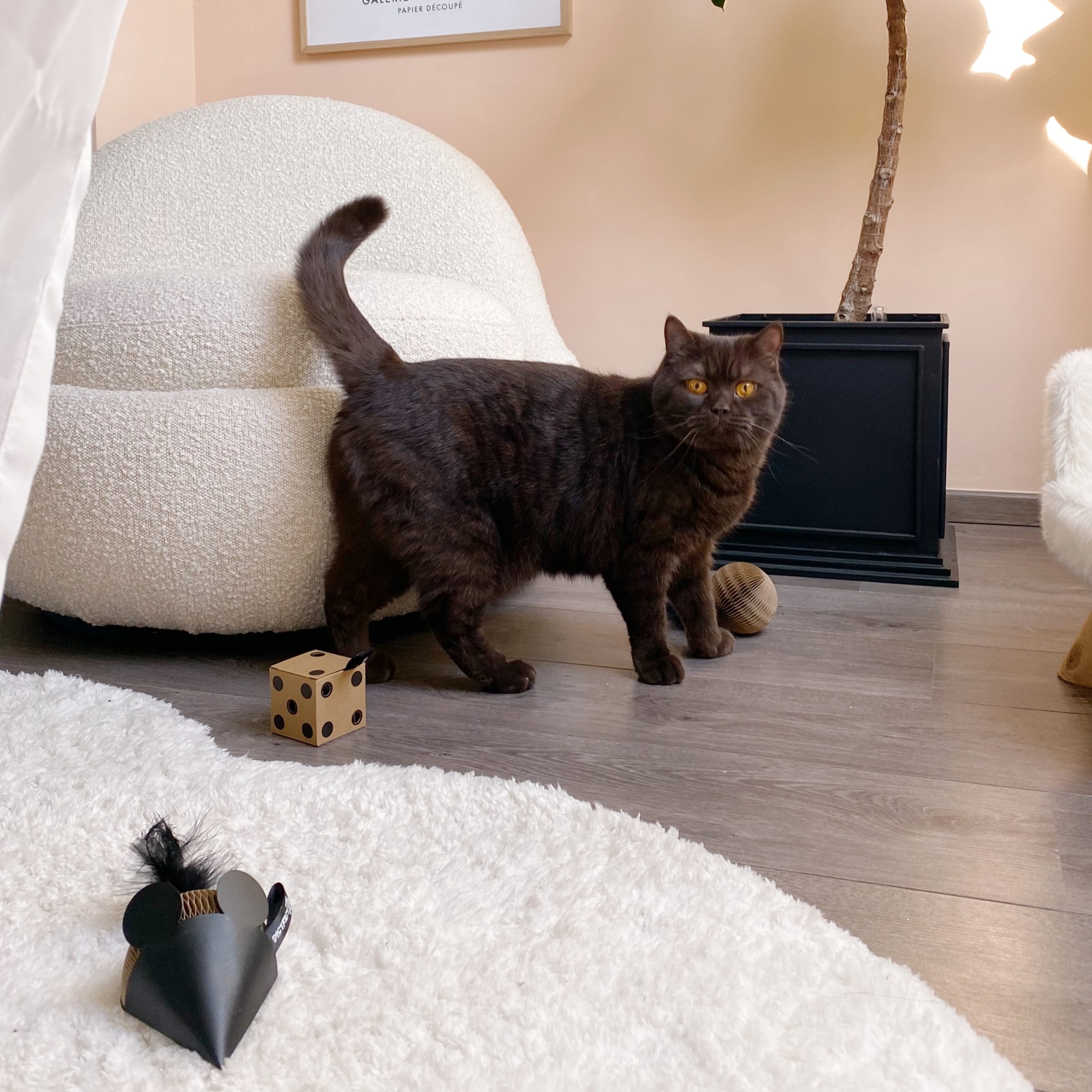 District 70 GIFT SET, Set of 3 Cat Toys Smart Pet Kuwait