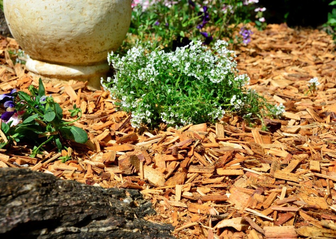 Export Gold Cypress Chip NATURAL TERMITE RESISTANCE Smart Stone