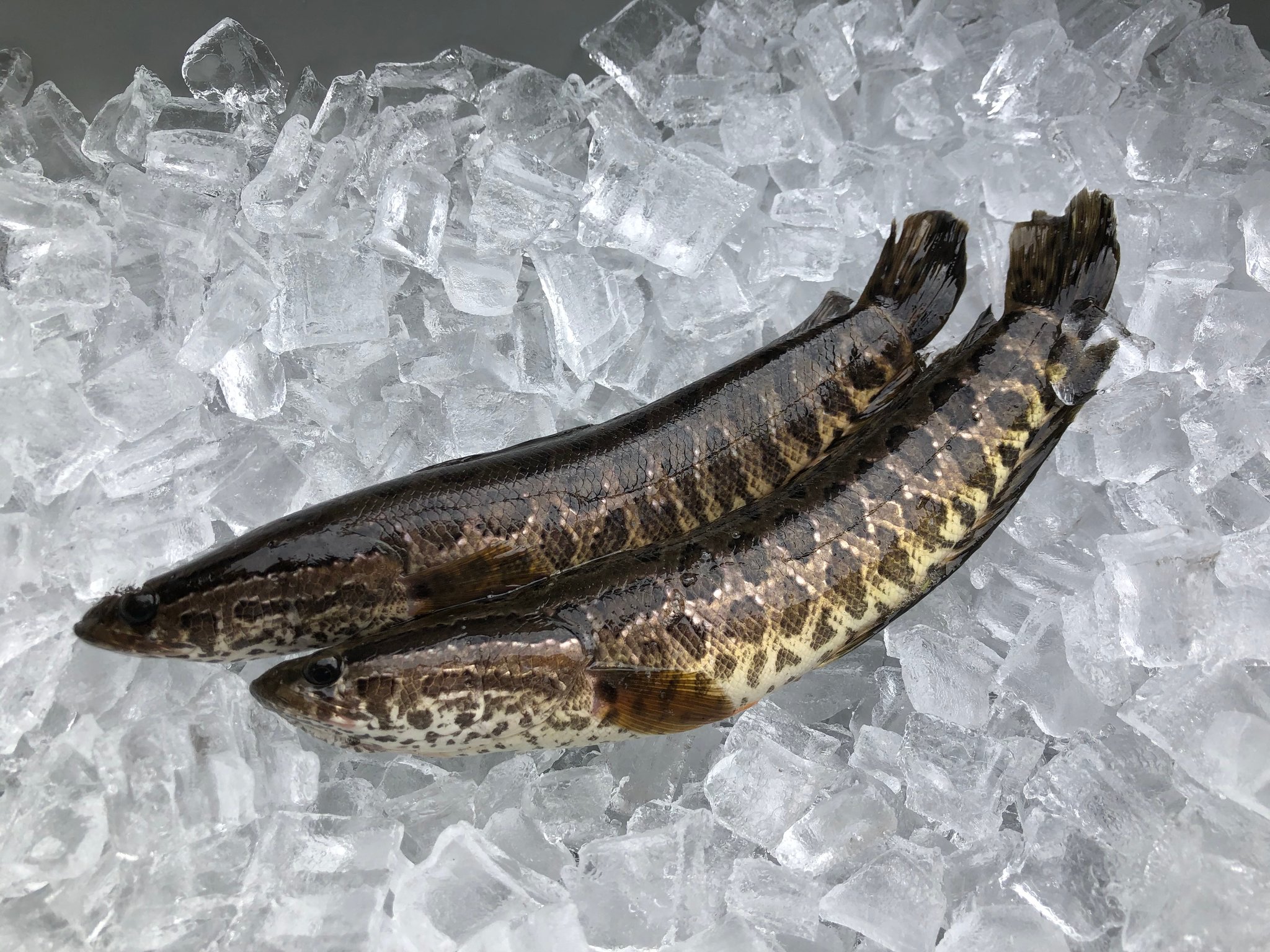 Fish names in Malayalam and Englishമലയാളത്തിലും ഇംഗ്ലീഷിലും Fish names in Malayalam and Englishമലയാളത്തിലും ഇംഗ്ലീഷിലും