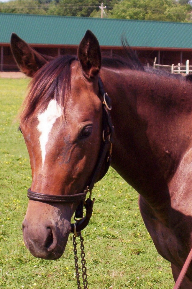 Riding horses for sale in Pennsylvania