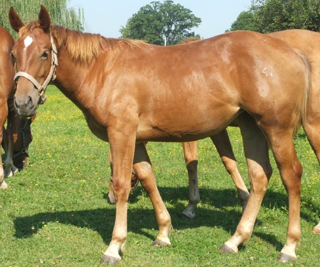 Riding horses for sale in Pennsylvania