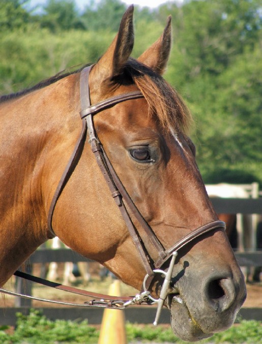 Riding horses for sale in Pennsylvania
