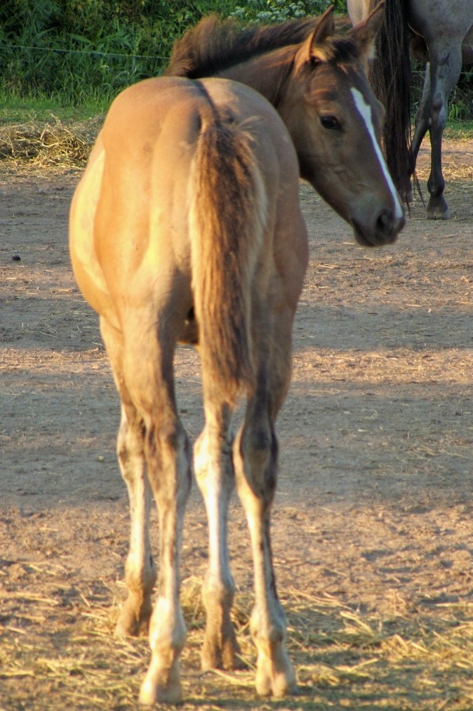 Quarter Horses for sale in Pennsylvania