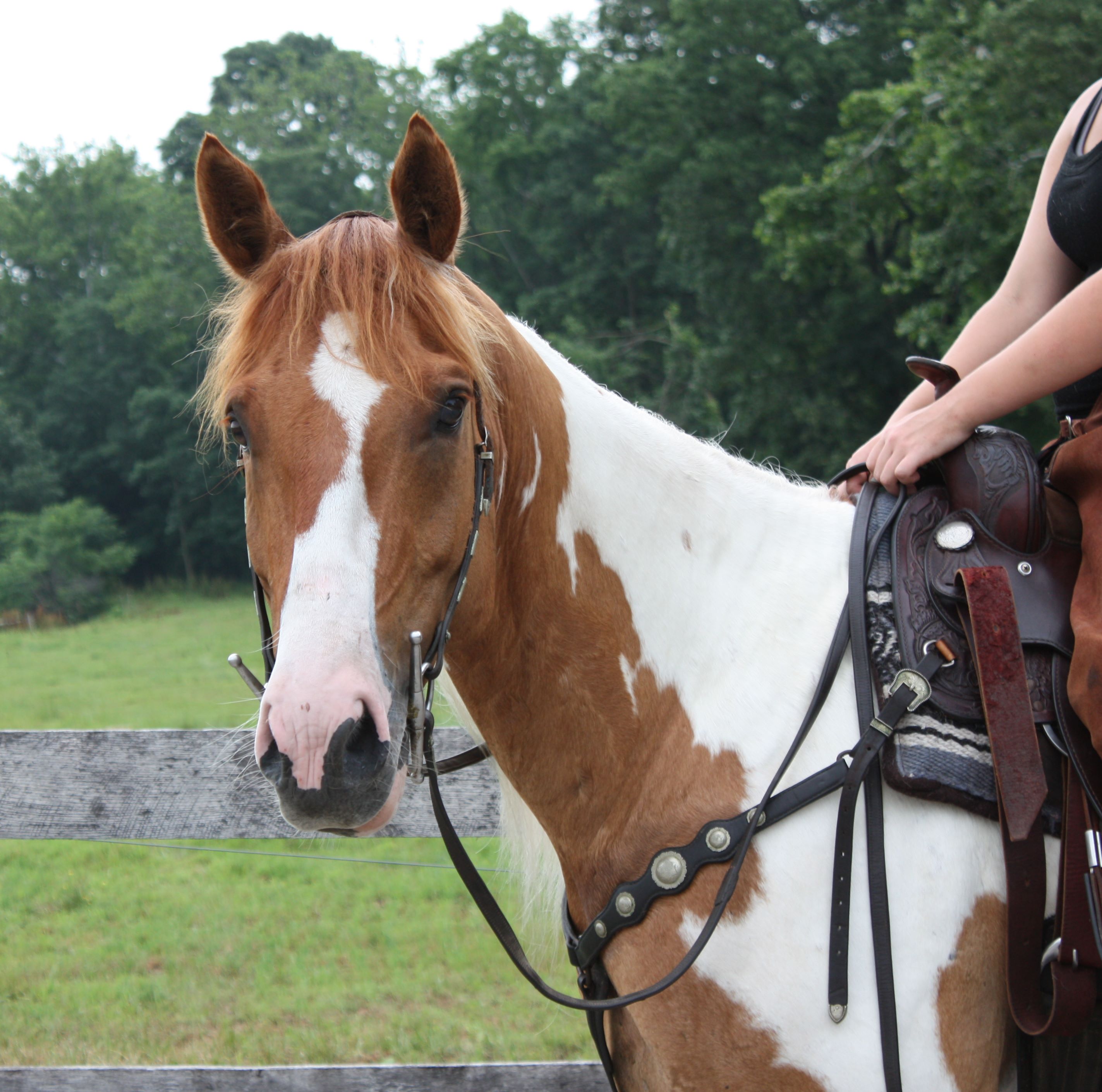 Paint horses for Sale in Pennsylvania