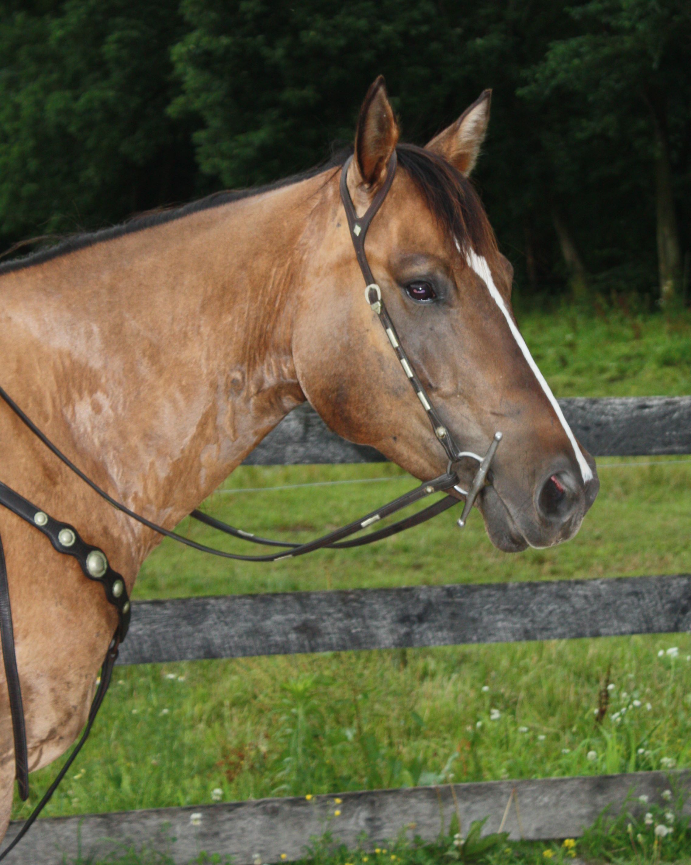 Quarter Horses for sale in Pennsylvania