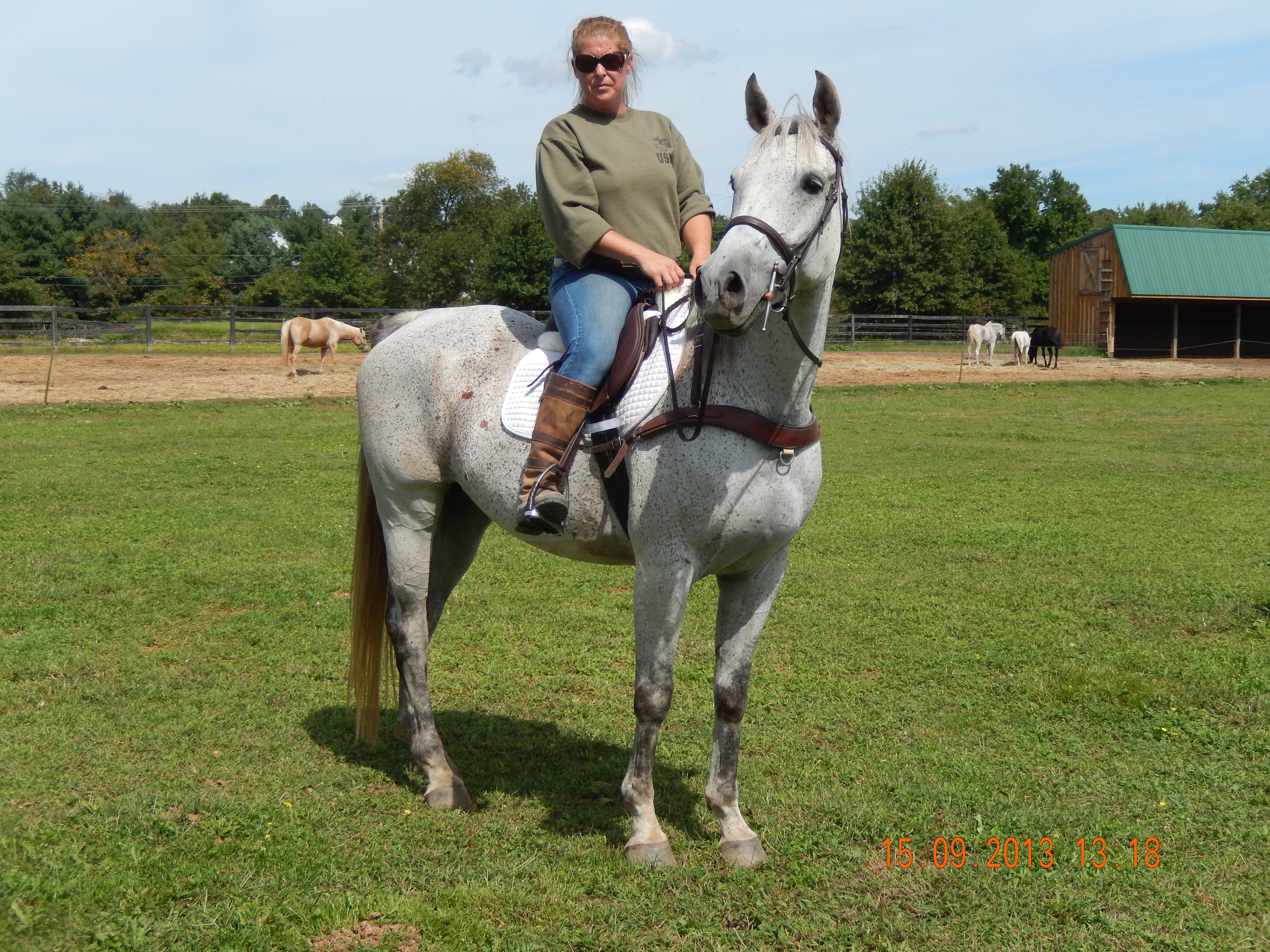 Riding horses for sale in Pennsylvania