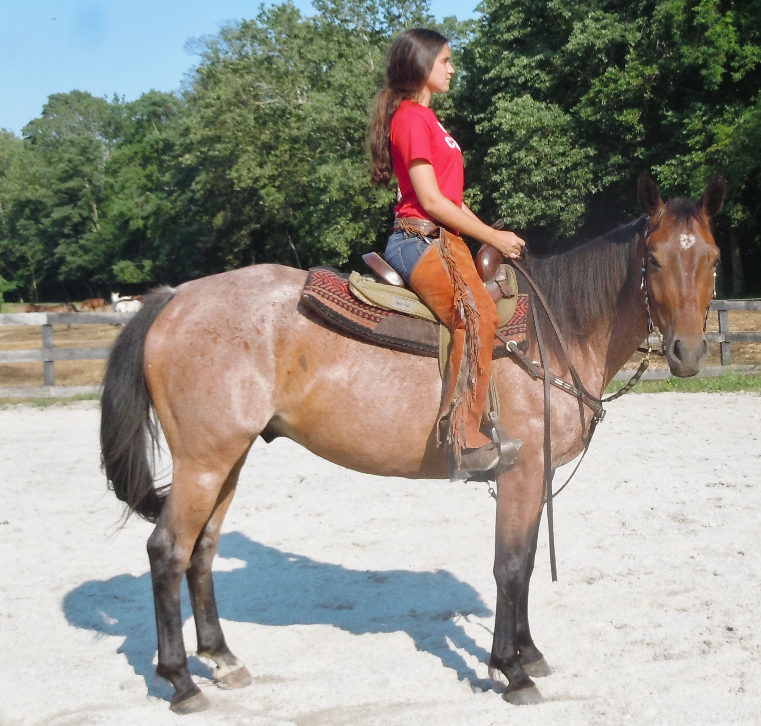 Quarter Horses for sale in Pennsylvania