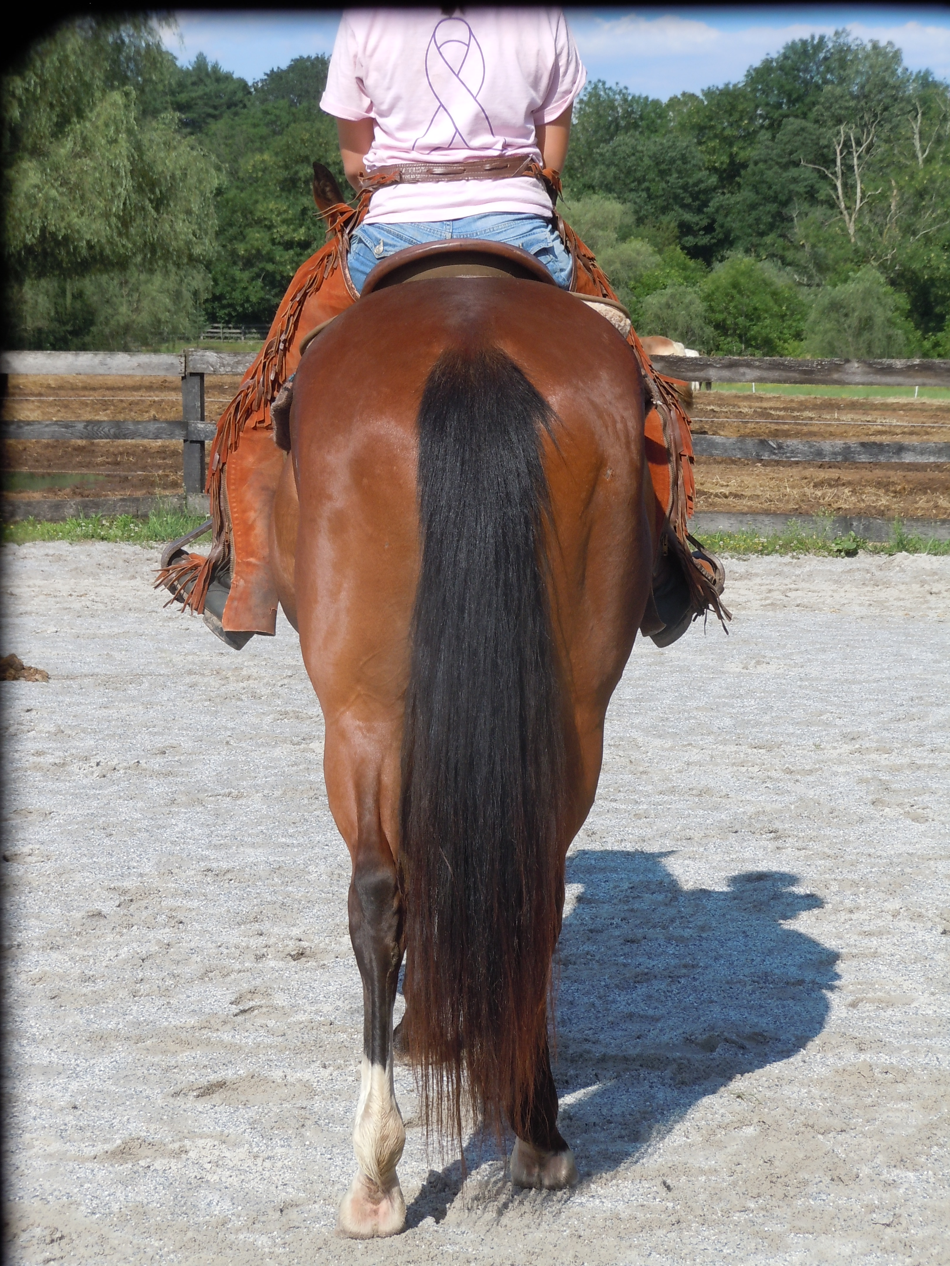 Skipper W bred Appendix Quarter Horse for Sale