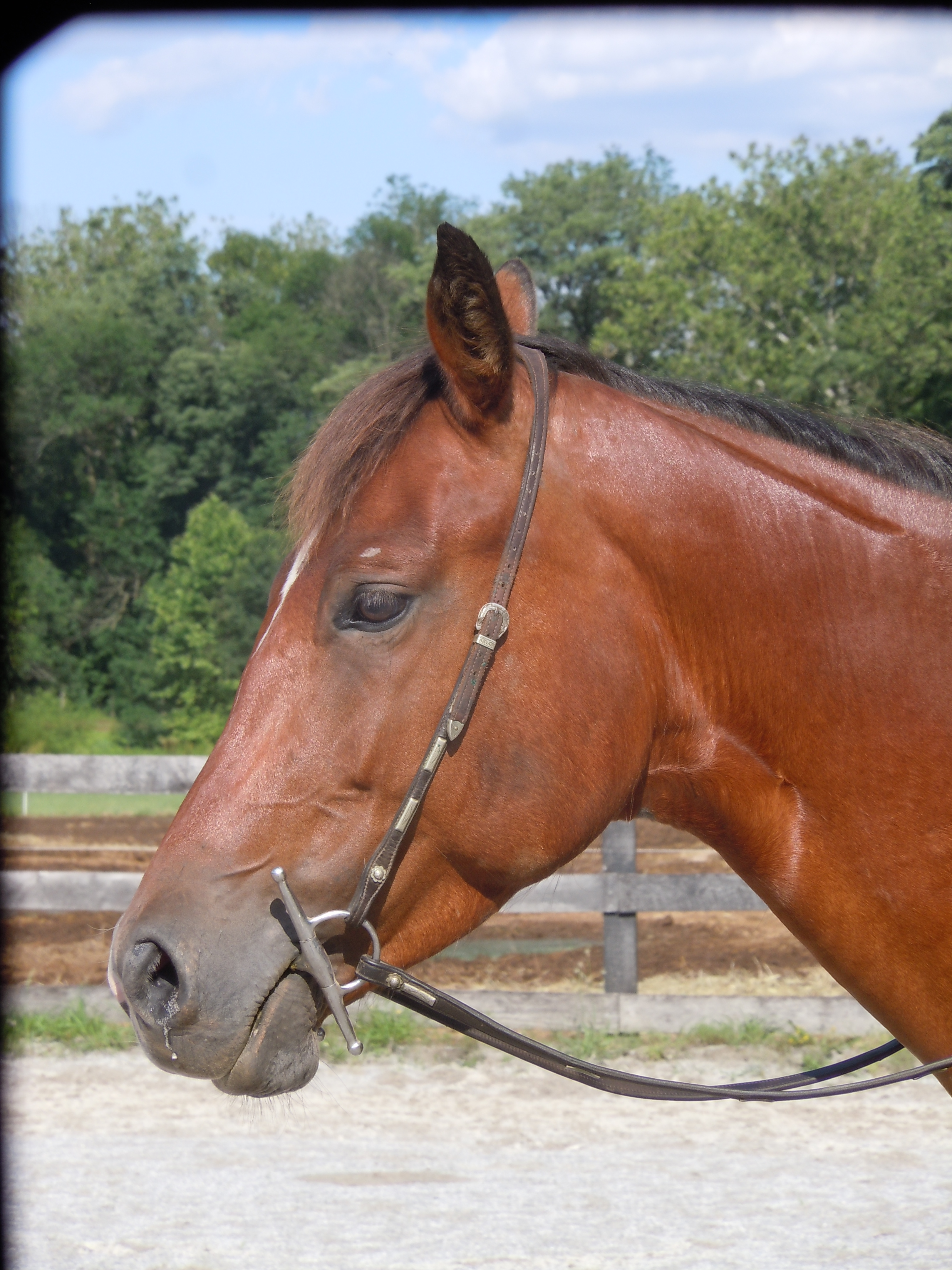 Skipper W bred Appendix Quarter Horse for Sale