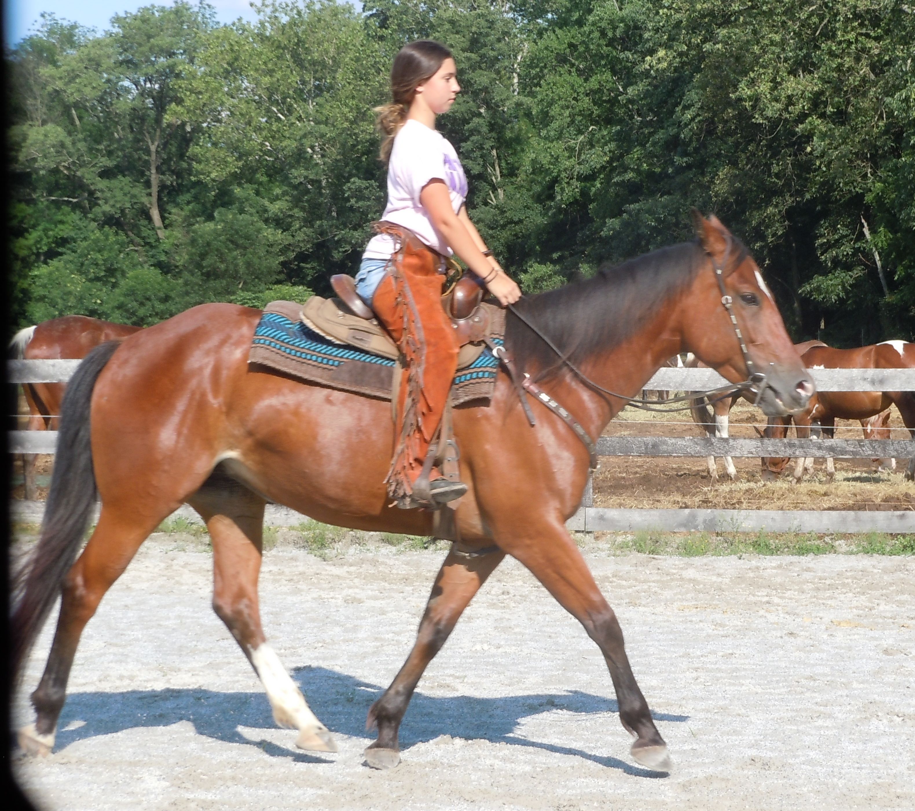 Skipper W bred Appendix Quarter Horse for Sale