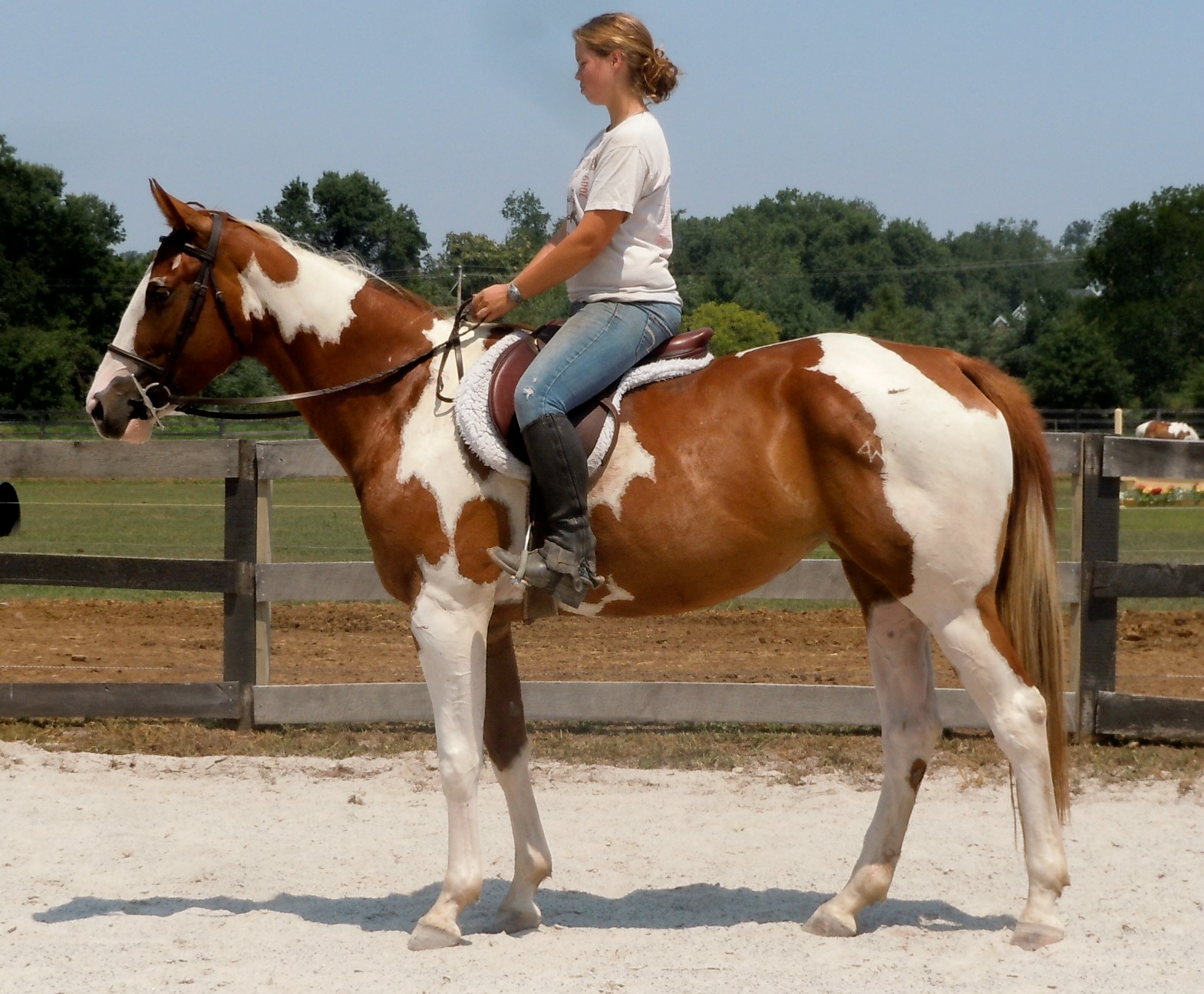 Paint horses for Sale in Pennsylvania