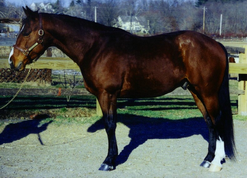 Quarter Horses for sale in Pennsylvania