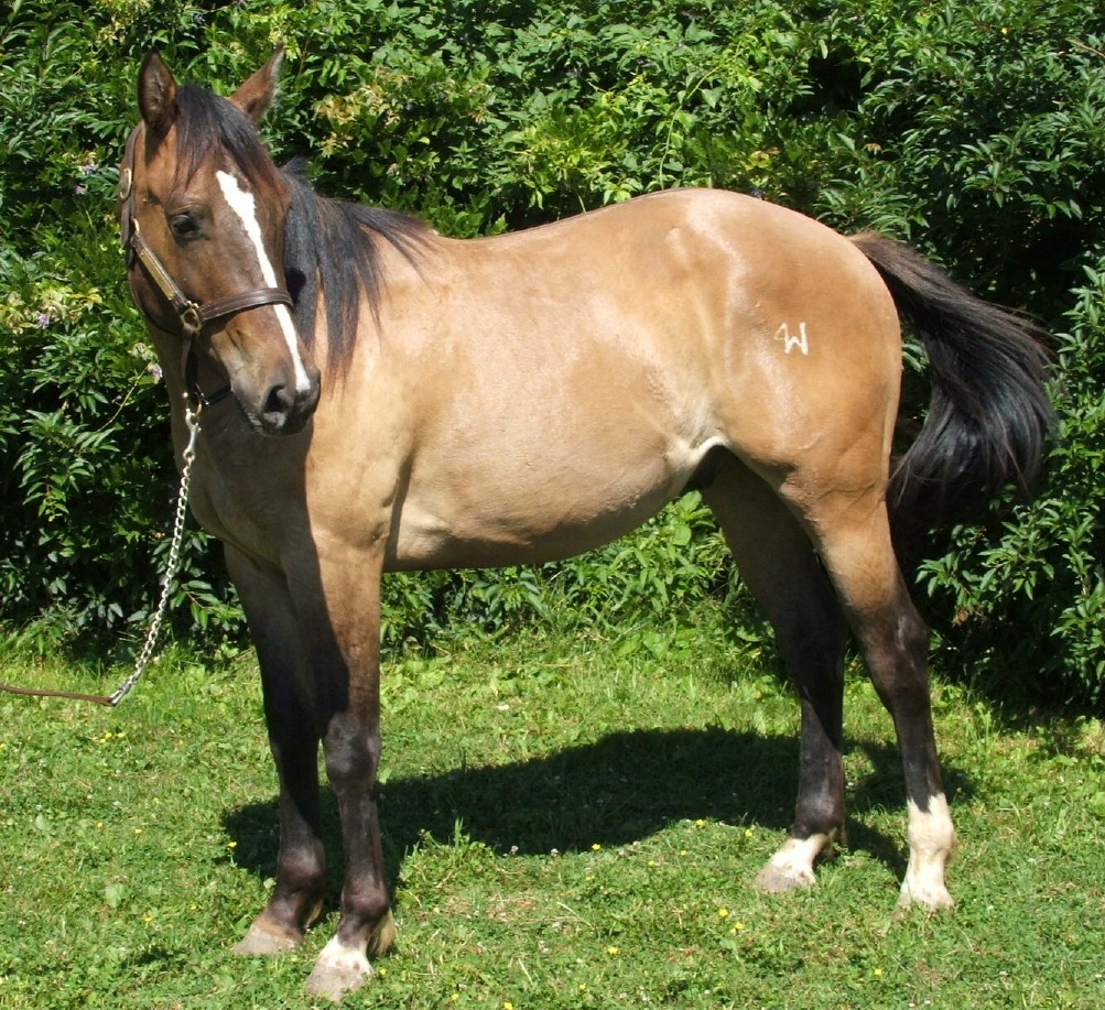 Quarter Horses for sale in Pennsylvania