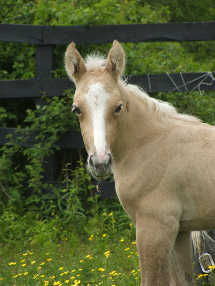 Quarter Horses for sale in Pennsylvania