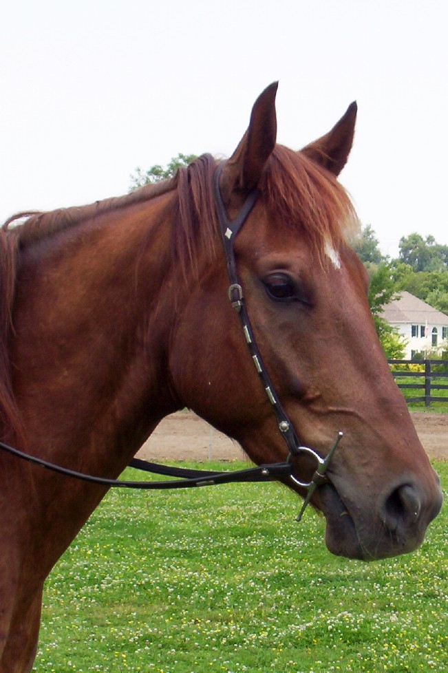 Riding horses for sale in Pennsylvania