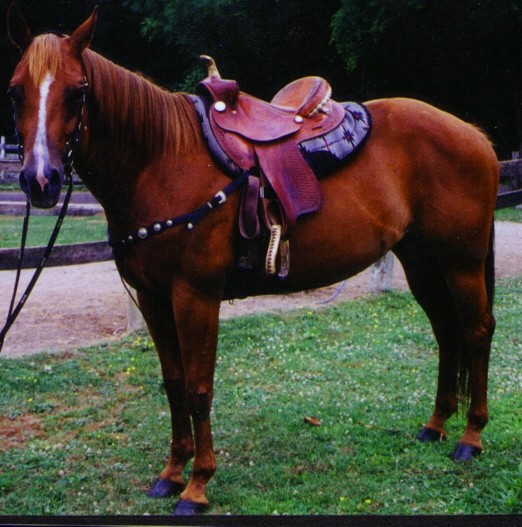 Riding horses for sale in Pennsylvania