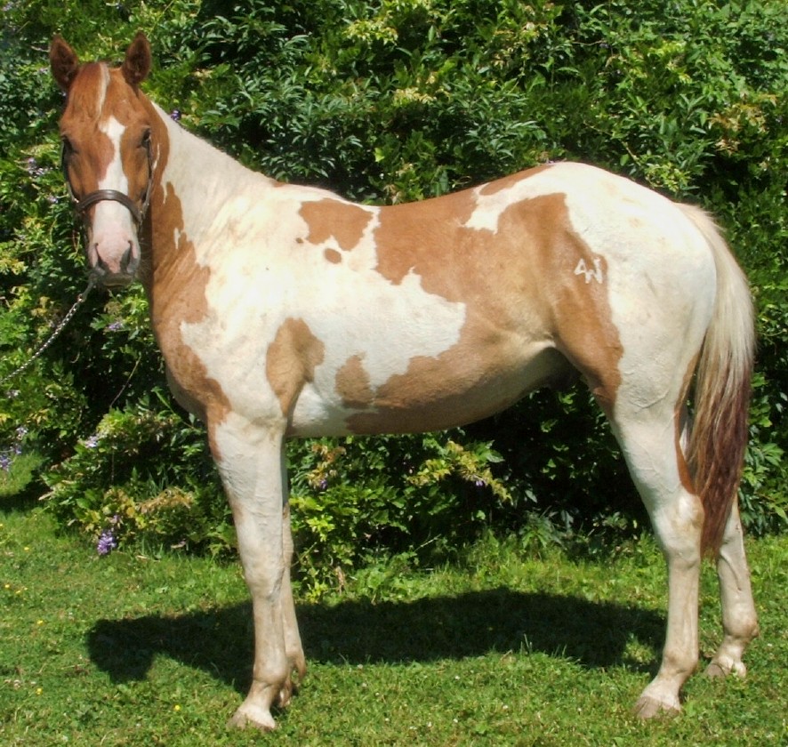 Paint horses for Sale in Pennsylvania